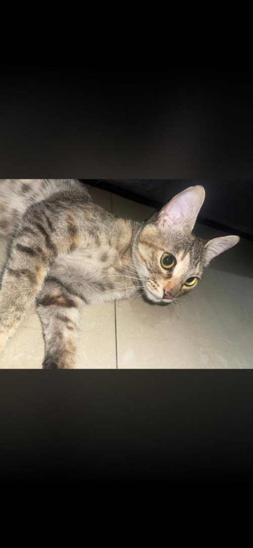 Nala