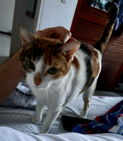 Kitty