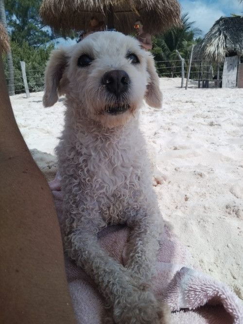 Muñeca