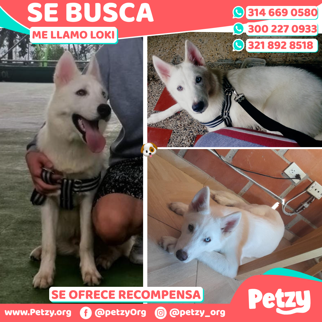 Loki Ya esta en casa, Medellin Antioquia