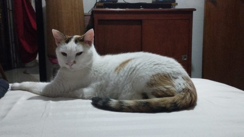 Miaussi