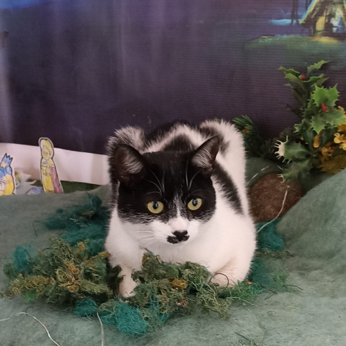 Ivy