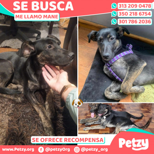 Foto de mascota Mane