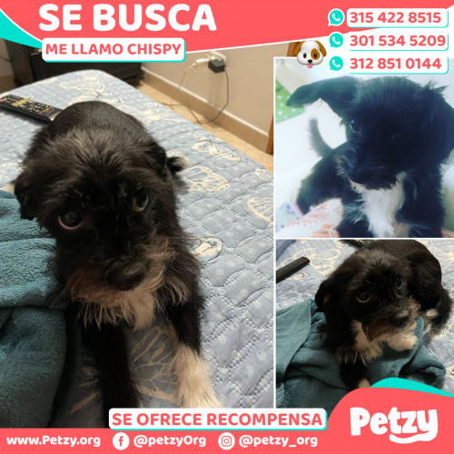 Foto de mascota Chispy