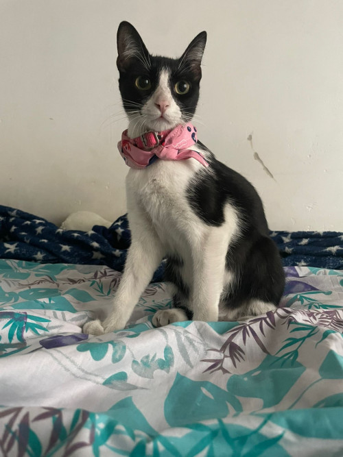 Kitty