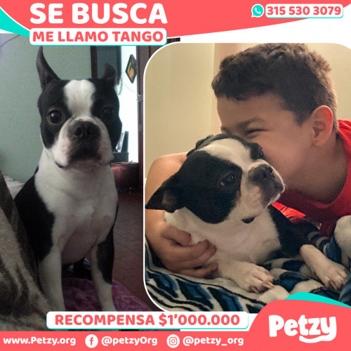 Foto de mascota Tango