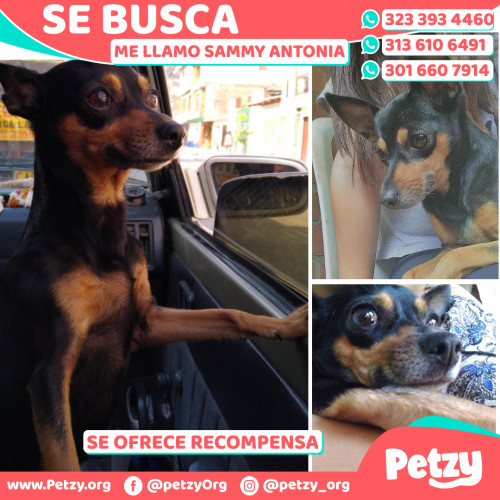 Foto de mascota Sammy Antonia