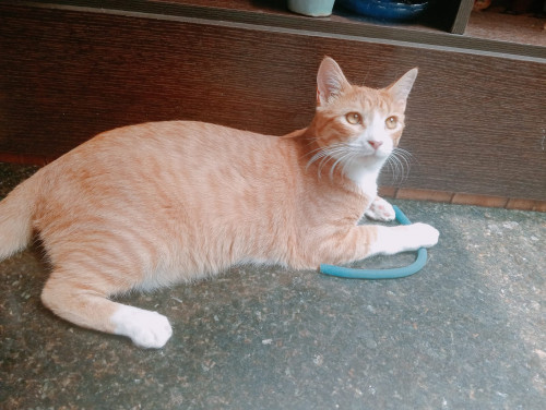 Boris