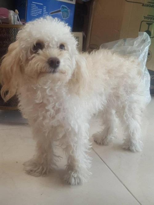 Milu