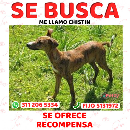 Foto de mascota Chistin