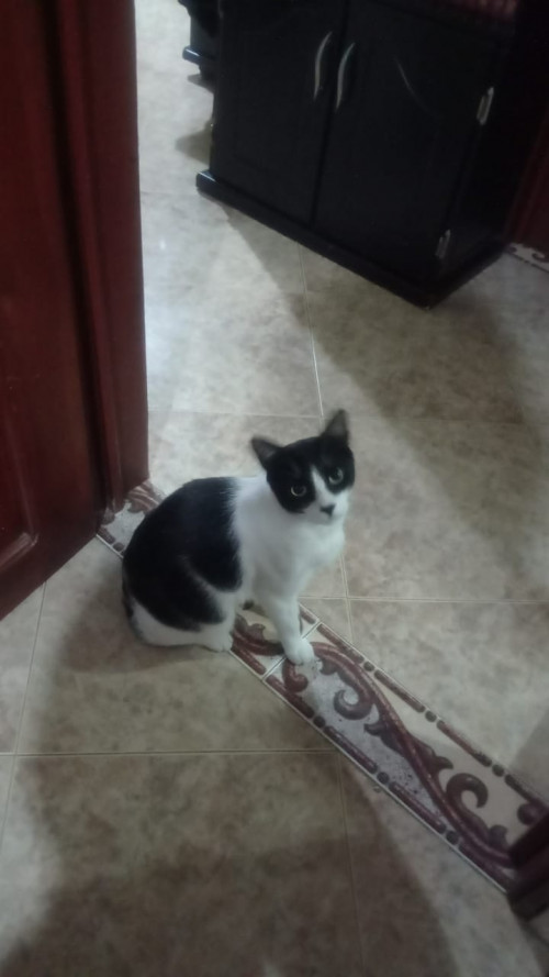 Simon