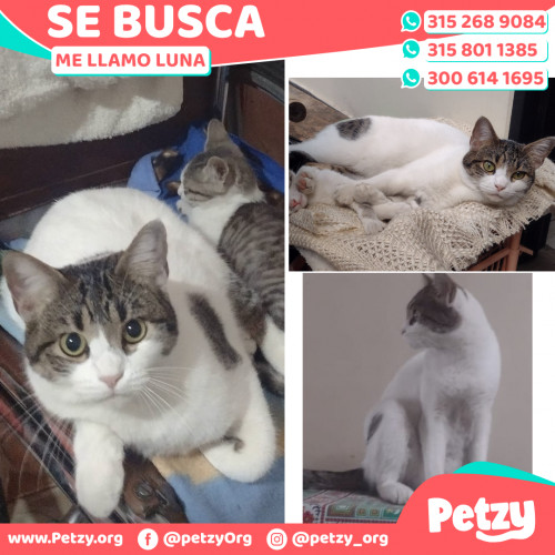 Foto de mascota Luna