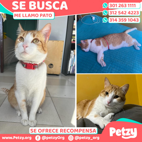 Foto de mascota Pato 