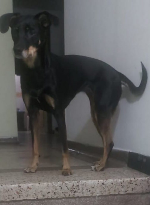 Blacky