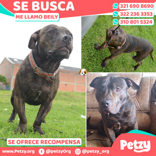 Foto de mascota Beily