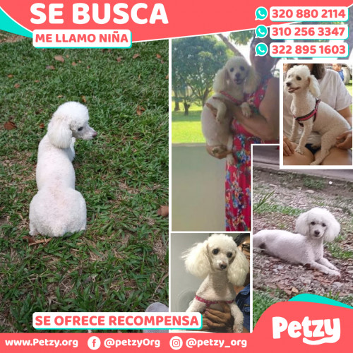 Foto de mascota Niña