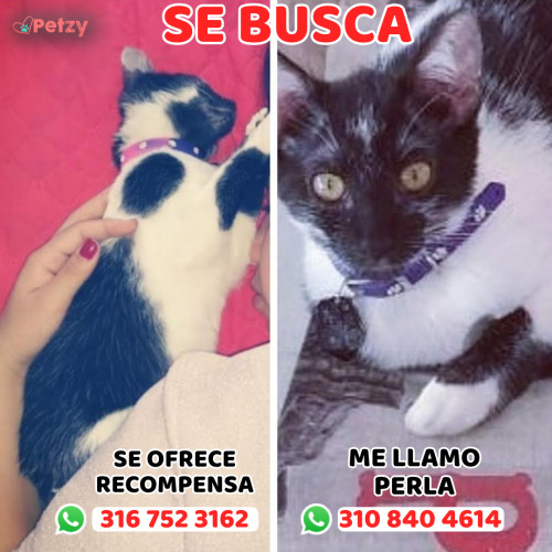 Foto de mascota Perla