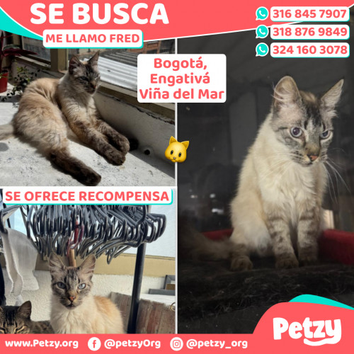 Foto de mascota Fred