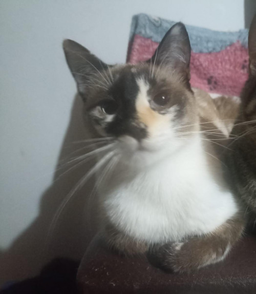 Khalessi