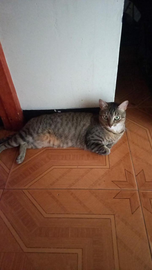 Alondra