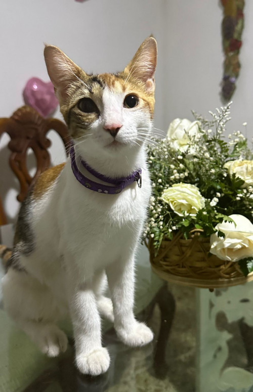 Molly