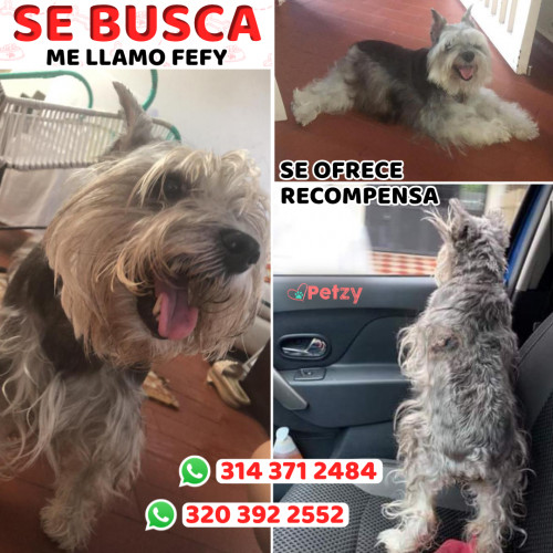 Foto de mascota Fefy