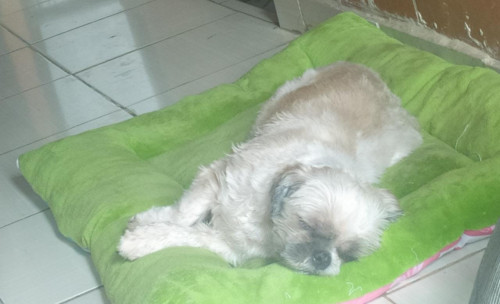 Canela