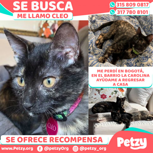 Foto de mascota Cleo