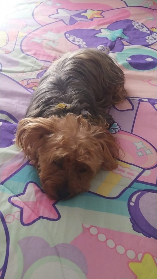 Nala