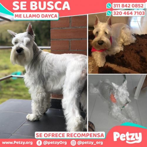 Foto de mascota Dayca