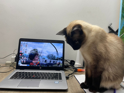 Peluso O Cosita Linda