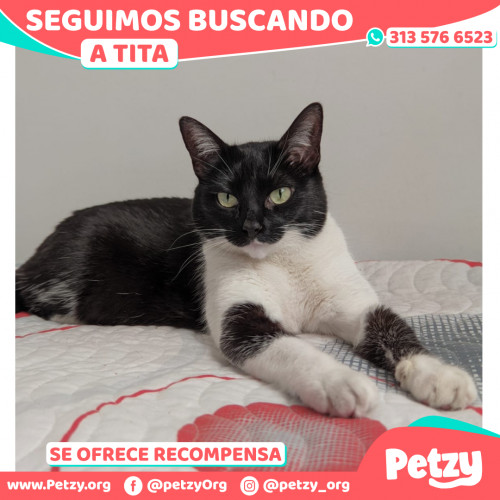 Banner de Tita