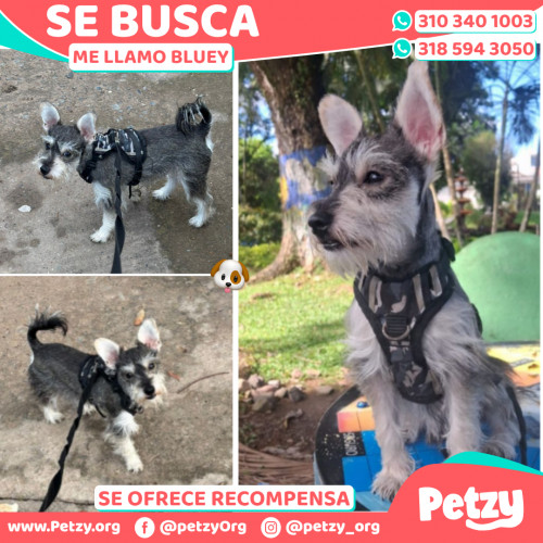 Foto de mascota Bluey
