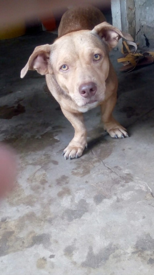 Maikol