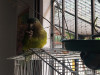 Foto de Yako en Medellín Antioquia #1