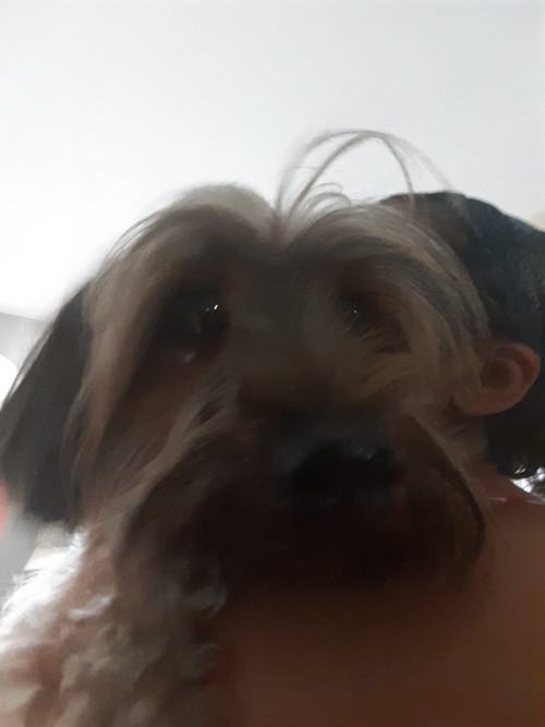 Mocca