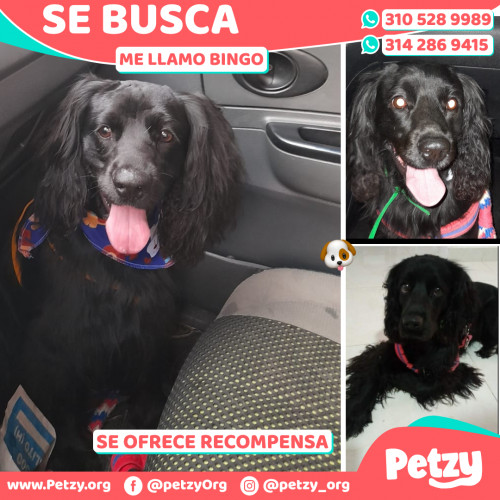 Foto de mascota Bingo