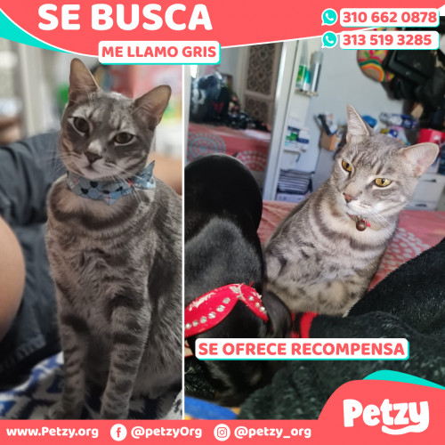 Foto de mascota Gris