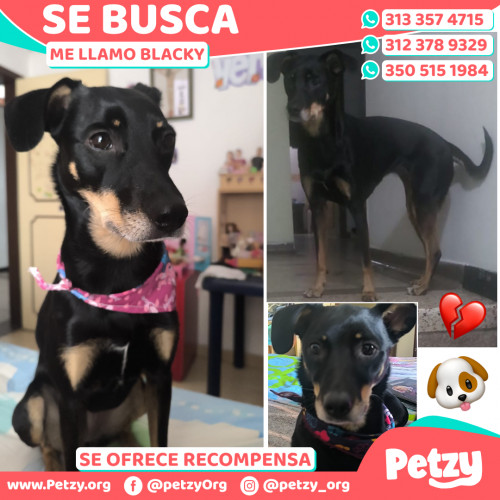 Foto de mascota Blacky