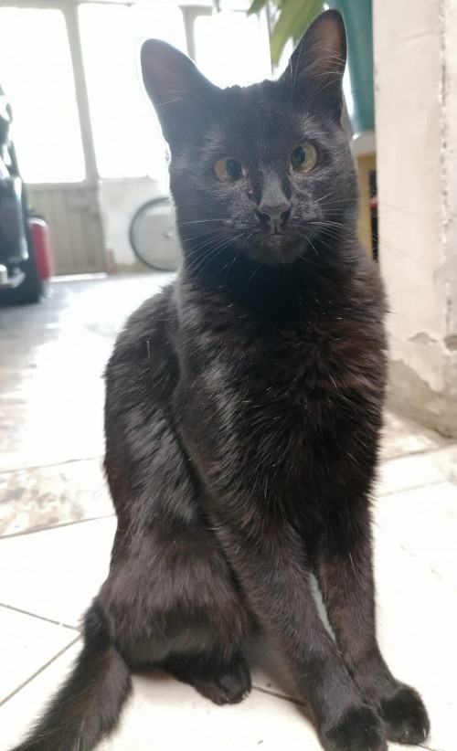 Morita
