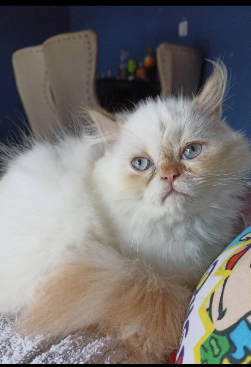 Copito