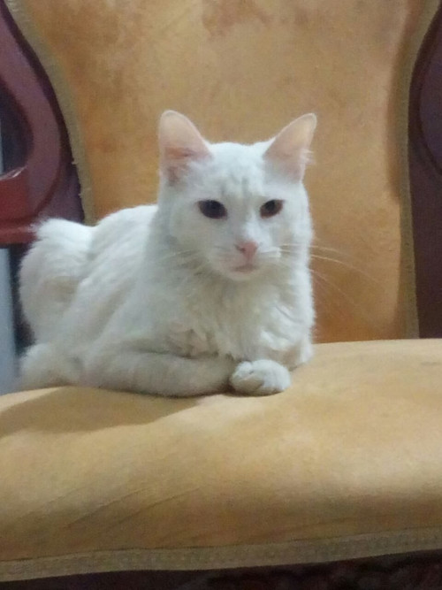 Princesa
