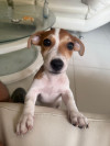 Foto de Chester en Soledad Atlántico #4