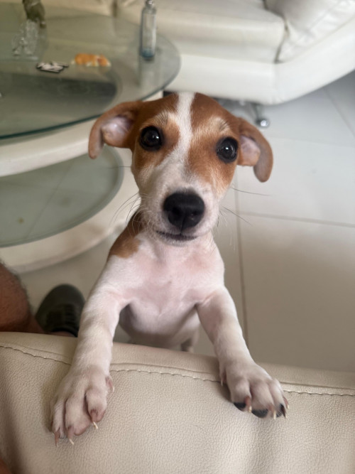 Chester