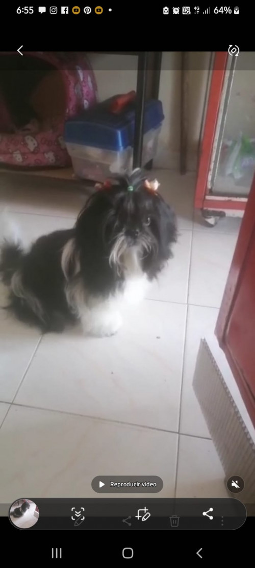Lulú