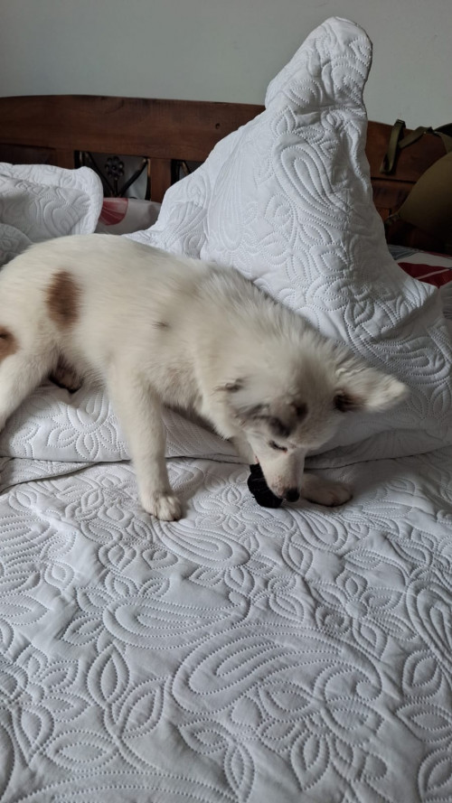 Noa