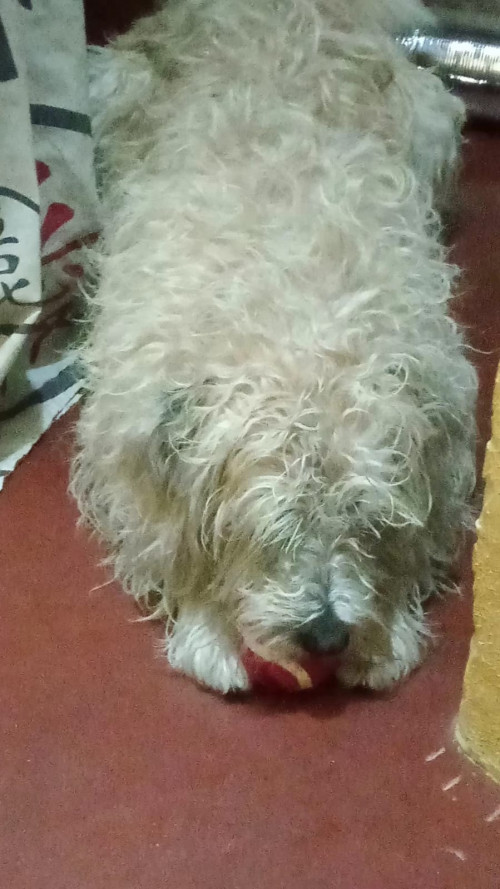 Sacha