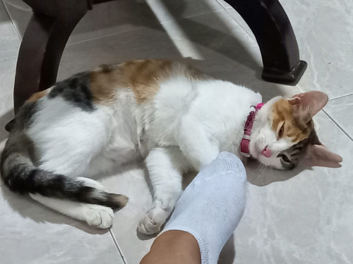 Cloe