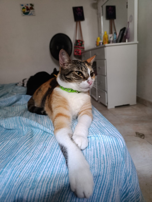 Sammy
