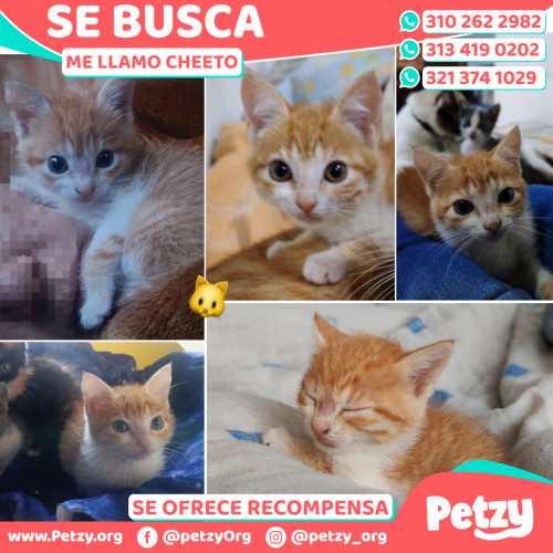 Banner de Cheeto